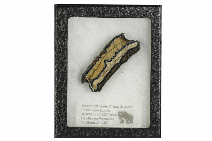 Mammoth Molar Slice With Case - South Carolina #106495